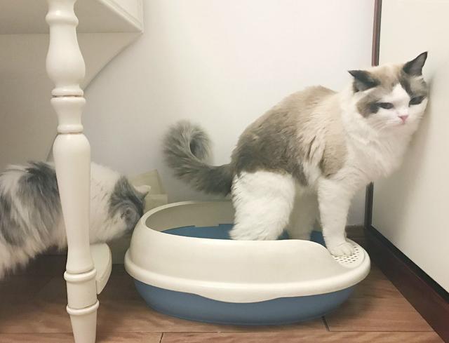 貓咪不用貓砂如廁怎麼辦？圖片4