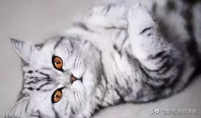 全球最美的29隻貓咪圖片9