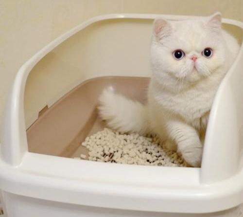 貓咪不用貓砂如廁怎麼辦？圖片3