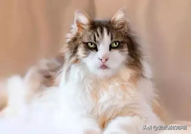 全球最美的29隻貓咪圖片8