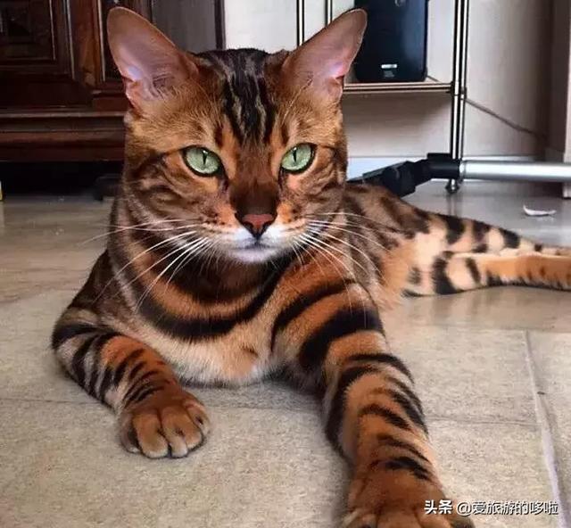 全球最美的29隻貓咪圖片1