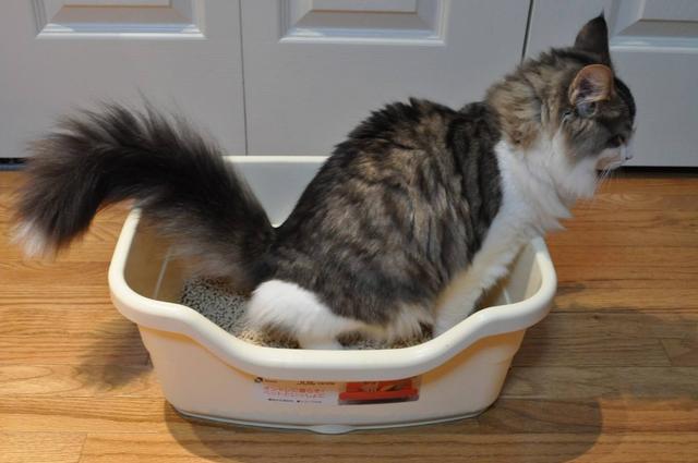 貓咪不用貓砂如廁怎麼辦？圖片2