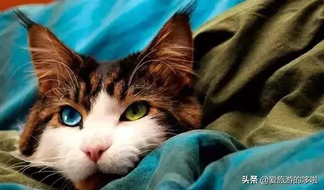全球最美的29隻貓咪圖片7
